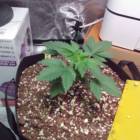 Strawberry Banana growlog timeline photo
