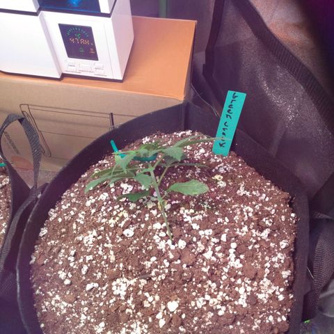 Strawberry Banana growlog timeline photo