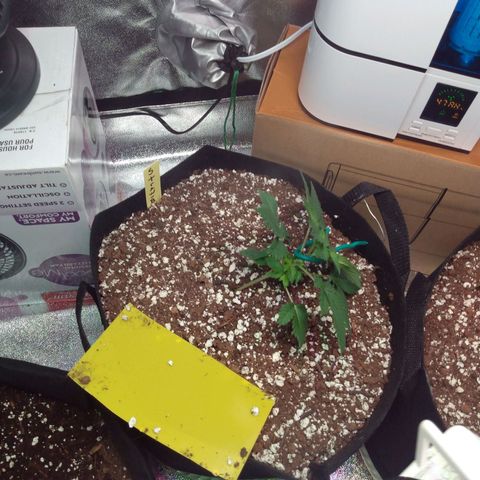 Strawberry Banana growlog timeline photo