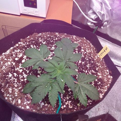Strawberry Banana growlog timeline photo