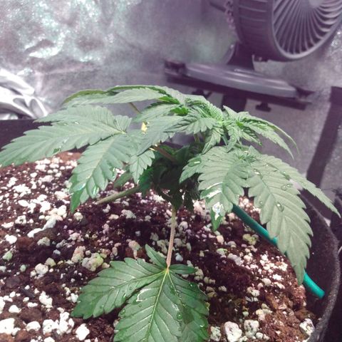 Strawberry Banana growlog timeline photo