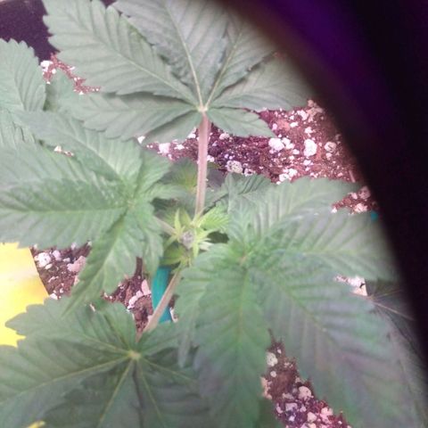 Strawberry Banana growlog photo: topped