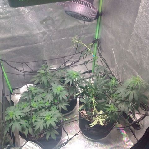 Strawberry Banana growlog photo: trellis installed