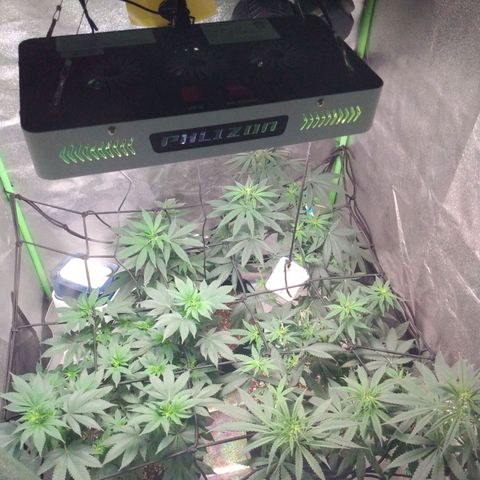 Strawberry Banana growlog timeline photo