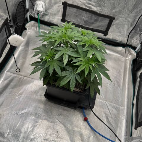 Rainbow Fuel - Grounded Genetics  growlog timeline photo