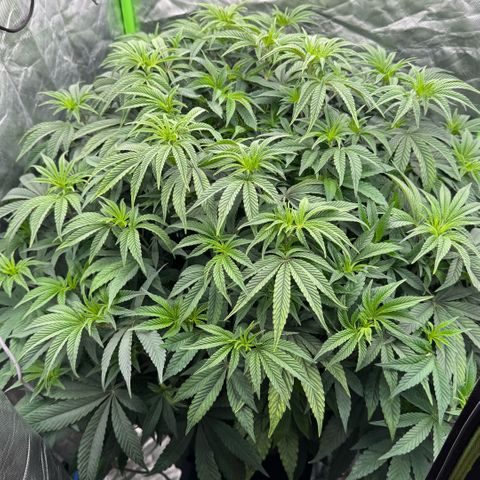 Rainbow Fuel - Grounded Genetics  growlog timeline photo