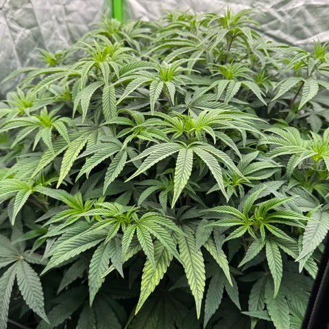 Rainbow Fuel - Grounded Genetics  growlog timeline photo