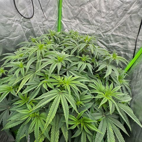 Rainbow Fuel - Grounded Genetics  growlog timeline photo