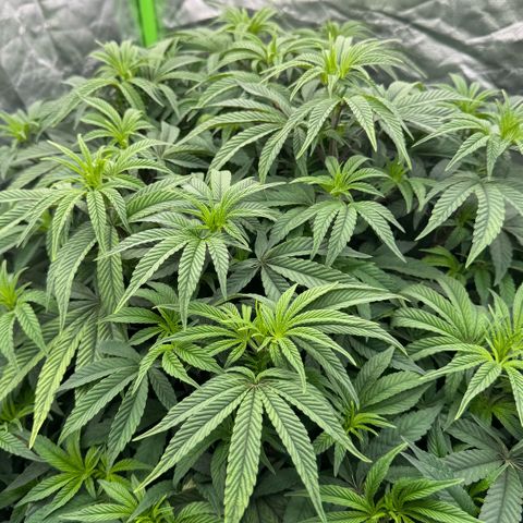 Rainbow Fuel - Grounded Genetics  growlog timeline photo