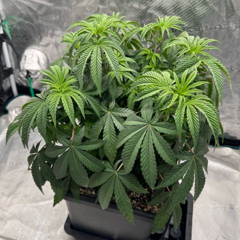 Rainbow Fuel - Grounded Genetics  growlog photo: START - Hängende Blätter 

Info stand 10.05.26:
-> Blätter hängen nach Licht an 
-> Stellen sich erst nach ca. 6 Stunden auf 
-> fangen an zu hängen paar Stunden vor Licht aus! 