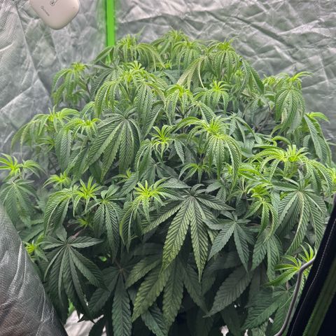 Rainbow Fuel - Grounded Genetics  growlog photo: 17:08 Uhr 