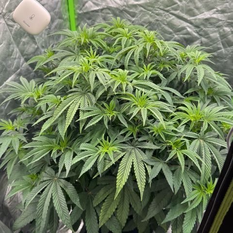 Rainbow Fuel - Grounded Genetics  growlog photo: 22:22 Uhr 