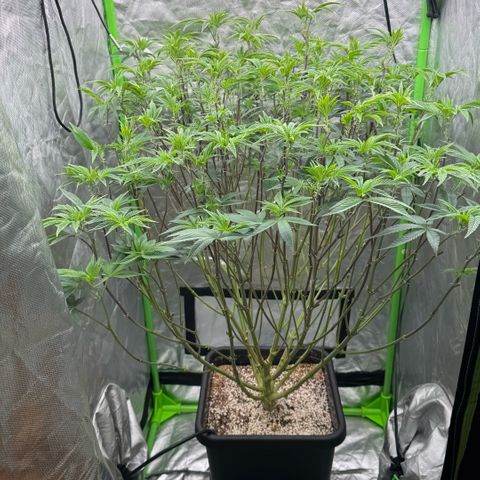 Rainbow Fuel - Grounded Genetics  growlog timeline photo