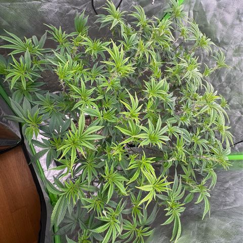 Rainbow Fuel - Grounded Genetics  growlog timeline photo