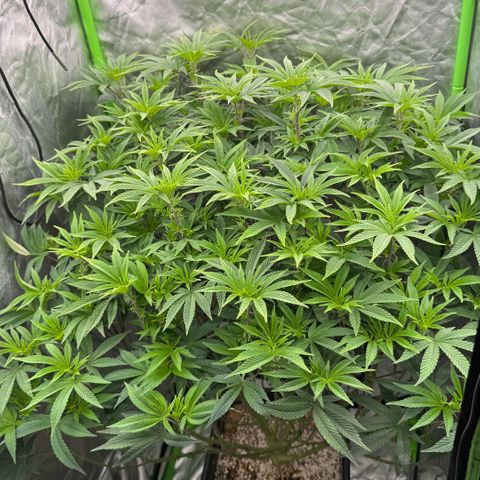 Rainbow Fuel - Grounded Genetics  growlog timeline photo