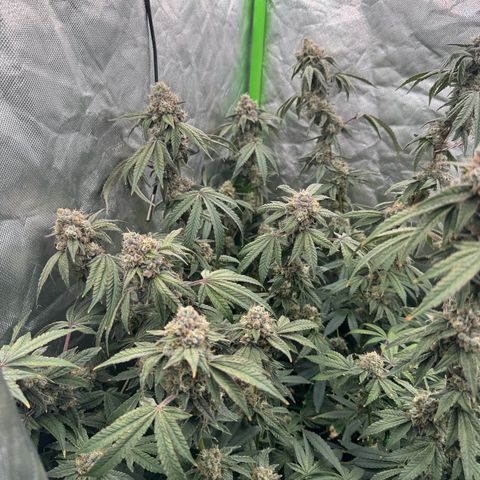 Rainbow Fuel - Grounded Genetics  growlog timeline photo