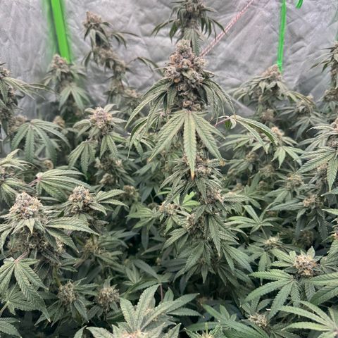 Rainbow Fuel - Grounded Genetics  growlog timeline photo