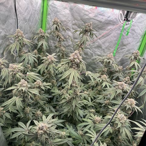 Rainbow Fuel - Grounded Genetics  growlog timeline photo