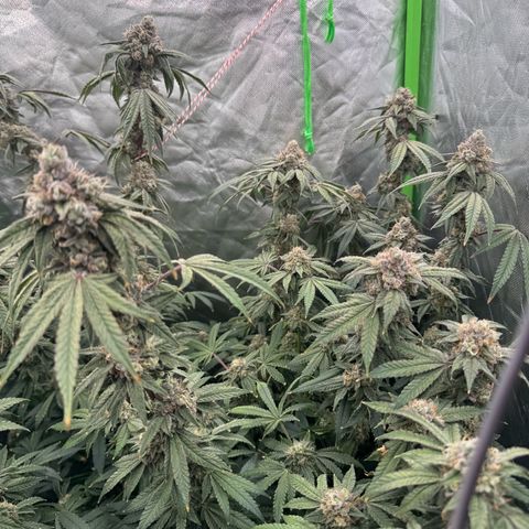 Rainbow Fuel - Grounded Genetics  growlog timeline photo