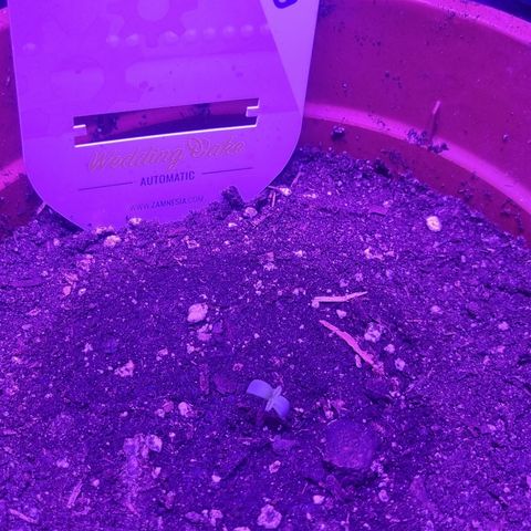 Wedding Cake  growlog timeline photo