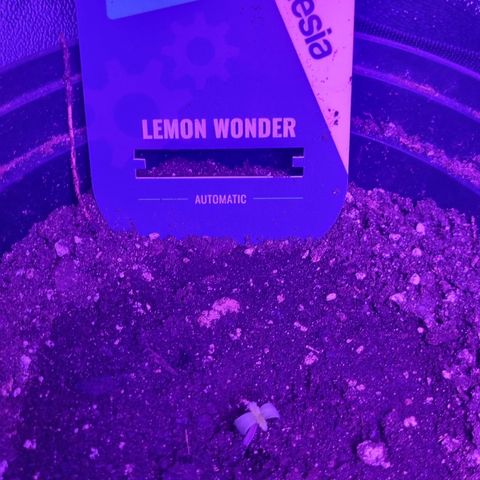 Lemon Wonder  growlog timeline photo