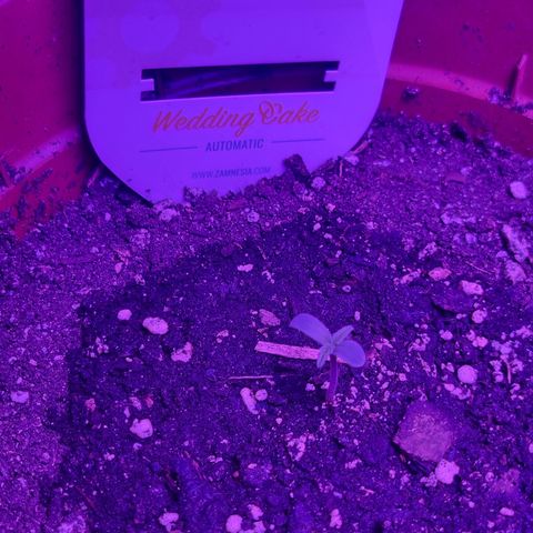 Wedding Cake  growlog timeline photo