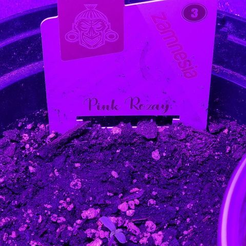 Pink Rozay Automatic growlog timeline photo