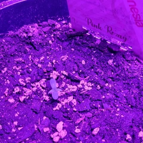 Pink Rozay Automatic growlog timeline photo