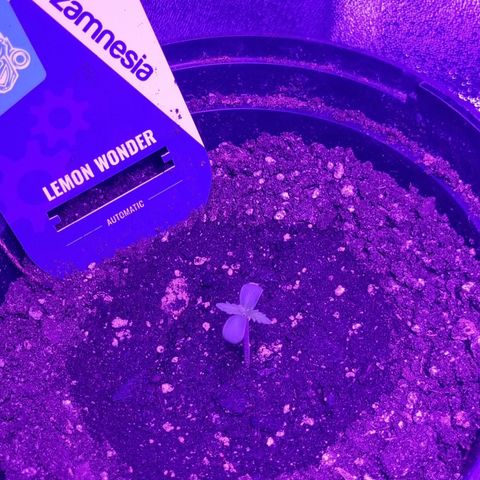 Lemon Wonder  growlog timeline photo