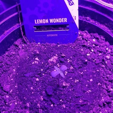 Lemon Wonder  growlog timeline photo