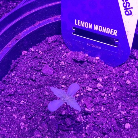 Lemon Wonder  growlog timeline photo