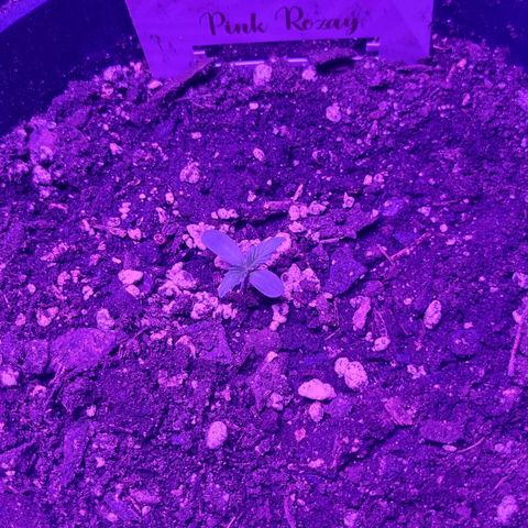 Pink Rozay Automatic growlog timeline photo