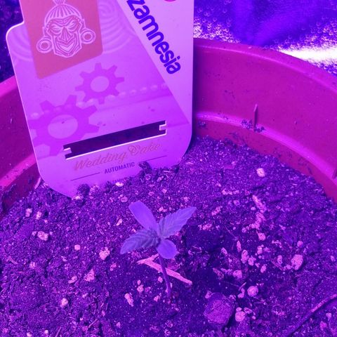 Wedding Cake  growlog timeline photo