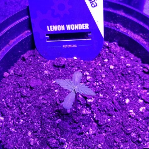 Lemon Wonder  growlog timeline photo