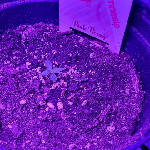 Pink Rozay Automatic growlog timeline photo