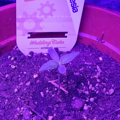 Wedding Cake  growlog timeline photo