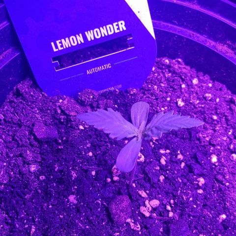 Lemon Wonder  growlog timeline photo