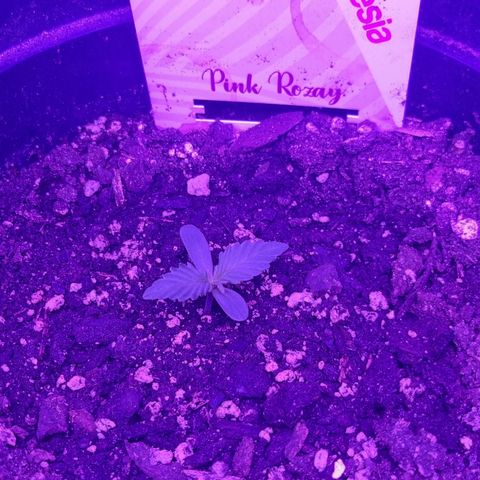 Pink Rozay Automatic growlog timeline photo
