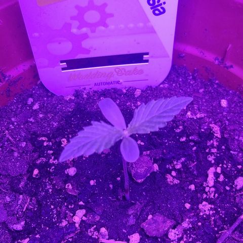 Wedding Cake  growlog timeline photo