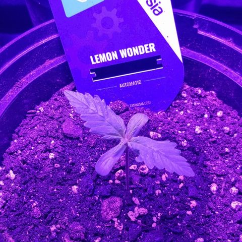 Lemon Wonder  growlog timeline photo
