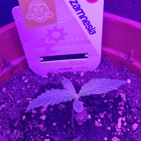 Wedding Cake  growlog timeline photo