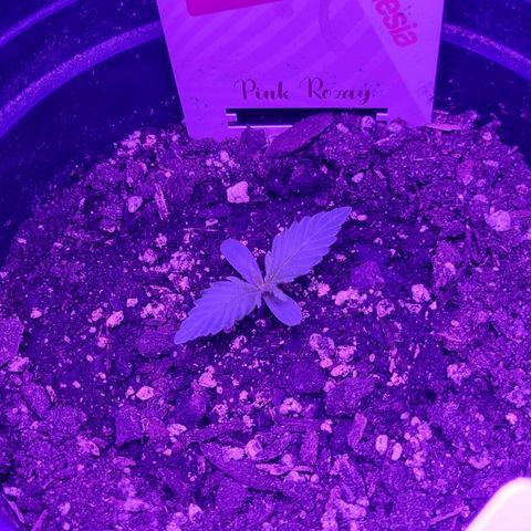 Pink Rozay Automatic growlog timeline photo