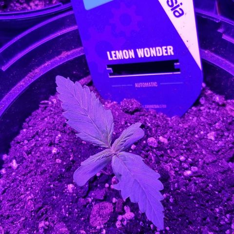 Lemon Wonder  growlog timeline photo