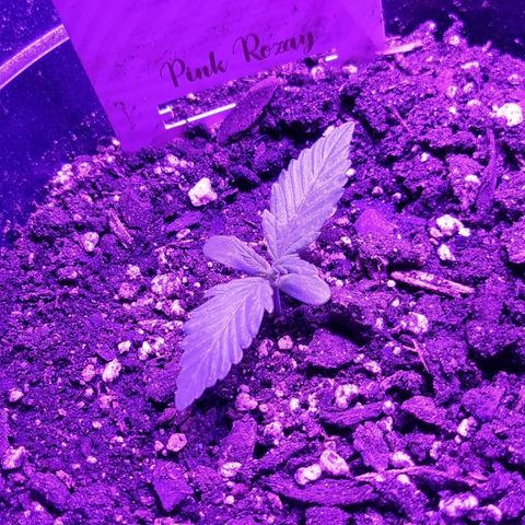 Pink Rozay Automatic growlog timeline photo