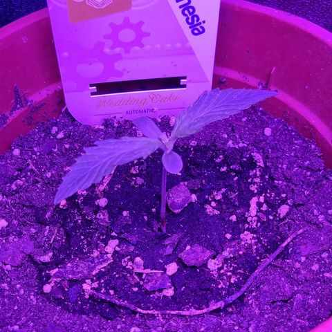 Wedding Cake  growlog timeline photo