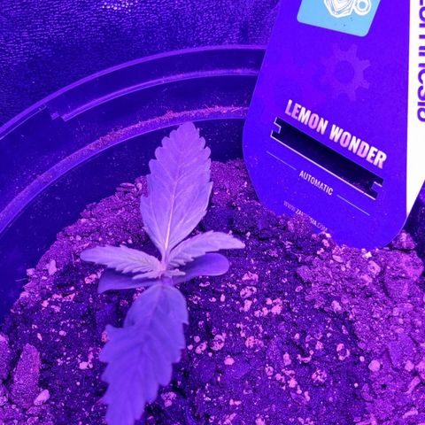 Lemon Wonder  growlog timeline photo