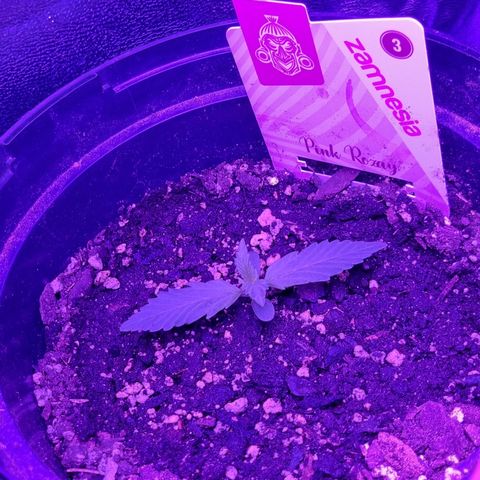 Pink Rozay Automatic growlog timeline photo