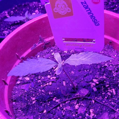 Wedding Cake  growlog timeline photo