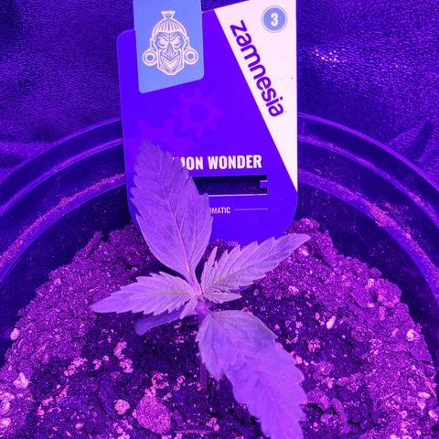 Lemon Wonder  growlog timeline photo