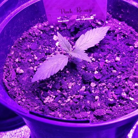 Pink Rozay Automatic growlog timeline photo